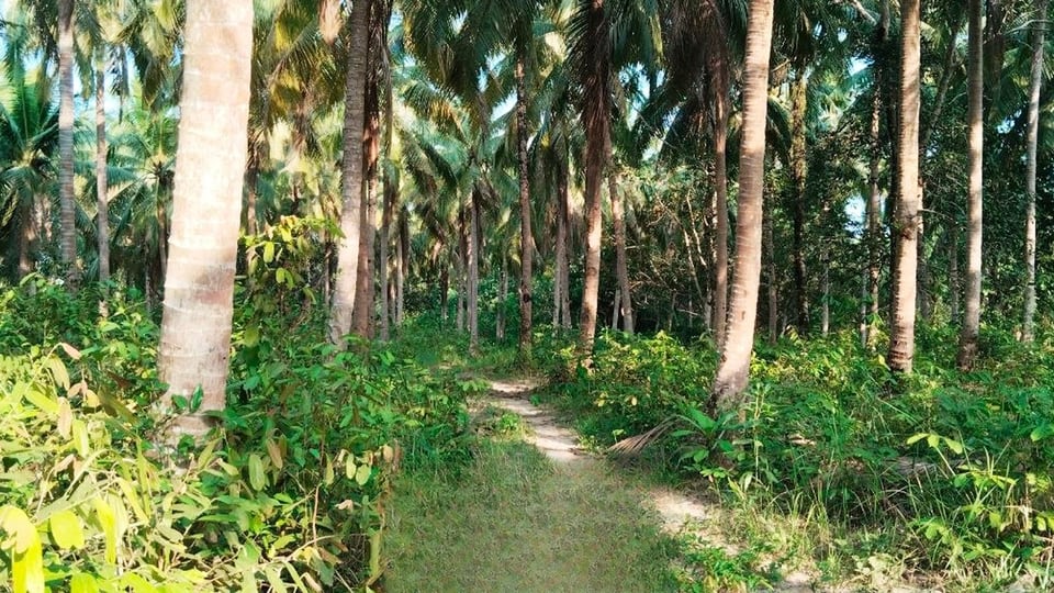 Lonely Beach Coconut Grove — Lonely Beach, Koh Rong